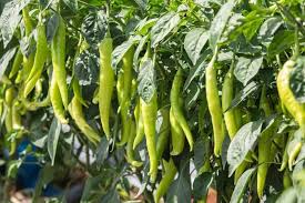 Hot Pepper Capsicum annuum seeds for garden planting